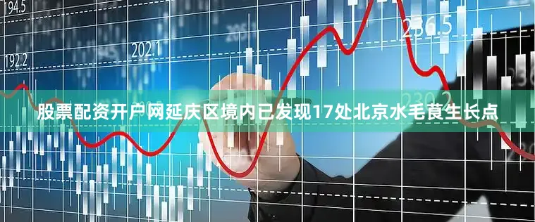 股票配资开户网延庆区境内已发现17处北京水毛茛生长点